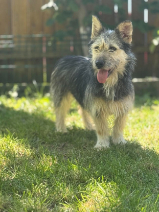 Adoption Frimousse