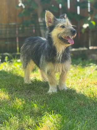 Adoption Frimousse