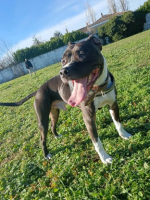 Adopter  chien : Riko