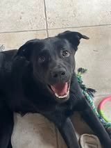 Adopter Sam