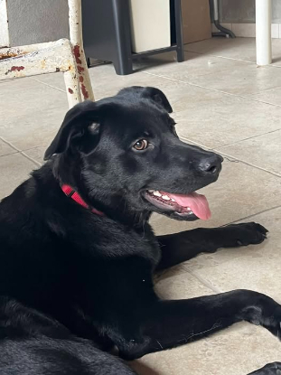 Adopter Sam