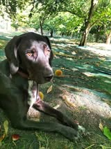 Adopter Samy