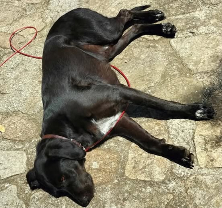 Adopter Samy