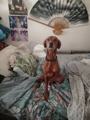 Adopter Snoopy