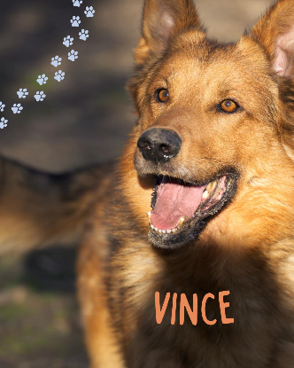 Adopter Vince