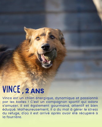 Adopter Vince