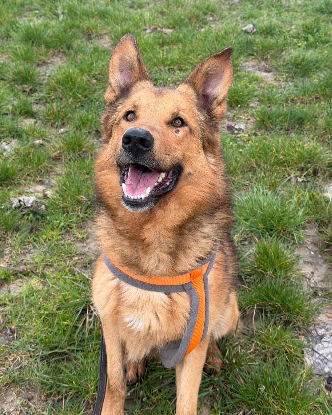 Adopter Vince