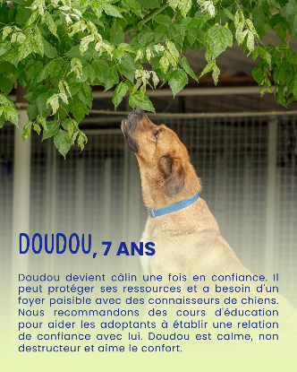 Adopter Doudou