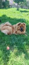 Adopter Sweety
