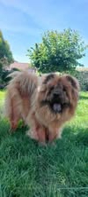 Adopter Sweety