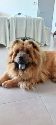 Adopter Sweety