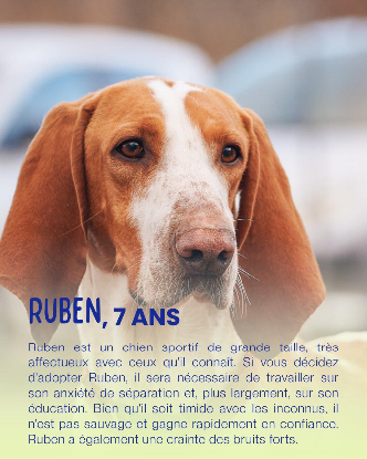Adopter Ruben