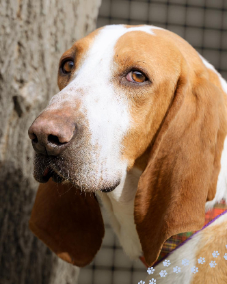 Adopter Ruben