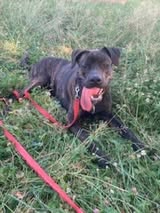 Adopter Tanos