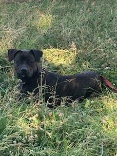 Adopter Tanos