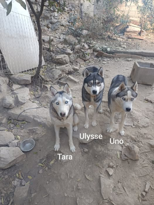 Adopter Tara