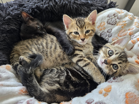 Adopter Moana