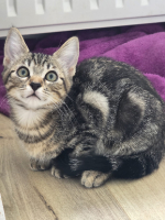 Adopter  chat : Moana