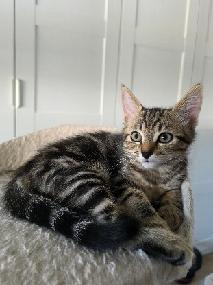 Adopter Moana