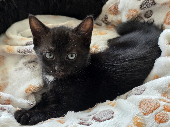 Adopter Matangi