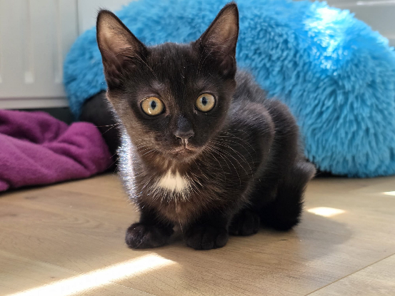 Adopter Matangi