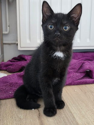 Adoption Matangi
