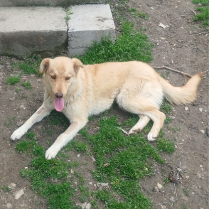 Adopter Blonda