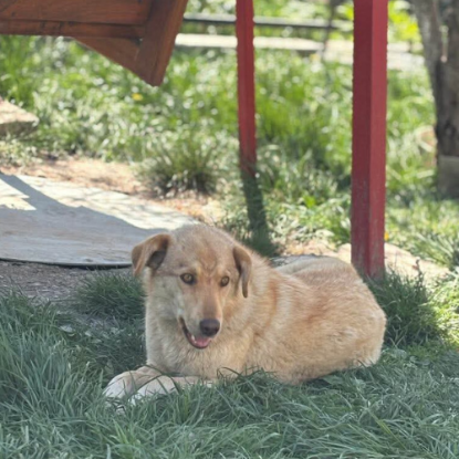 Adopter Blonda