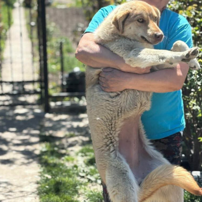 Adoption Blonda