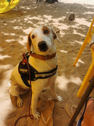 Adopter Awa