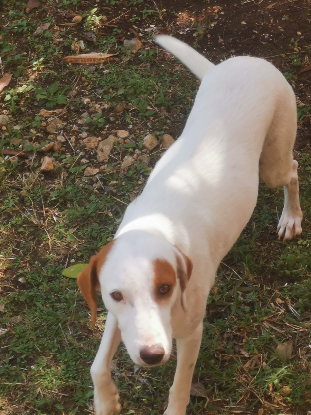 Adopter Awa