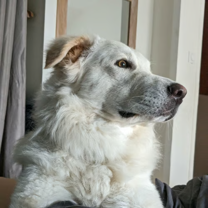 Adopter Leon