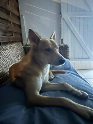 Adoption Foxy
