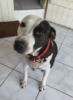 Adopter Metisse
