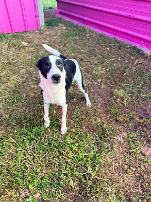 Adopter Panda
