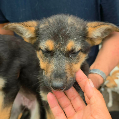 Adopter Zodia