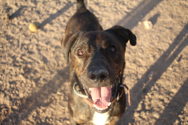 Adopter Zen