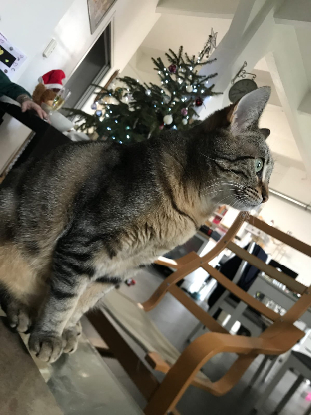 Adopter Athéna