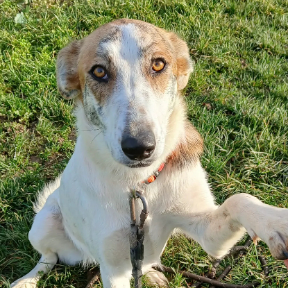 Adopter Hada