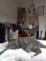 Adopter  chat : Bonnie