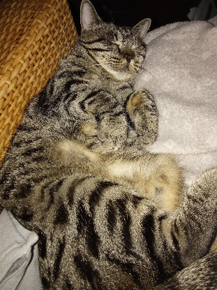 Adopter Bonnie
