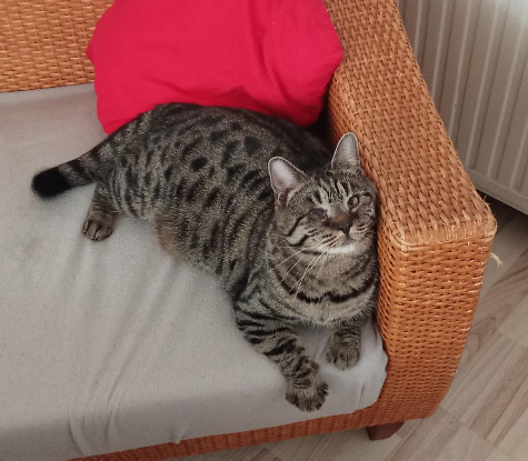 Adopter Bonnie