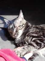 Adopter  chat : Clyde