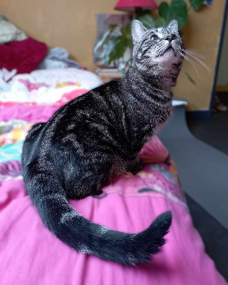 Adopter Clyde