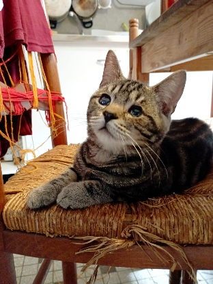 Adoption Clyde
