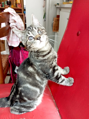 Adoption Clyde