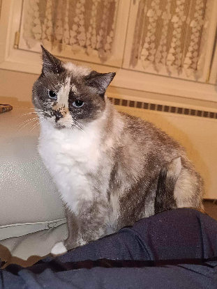 Adopter Hemera