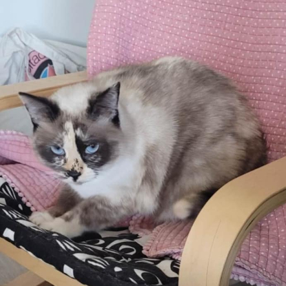 Adopter Hemera