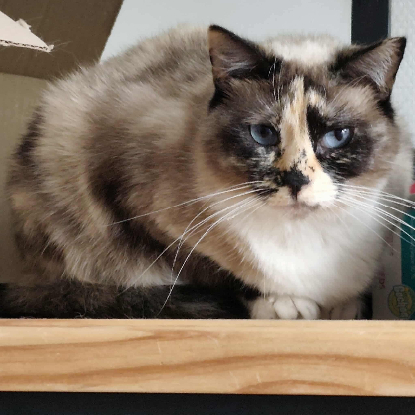 Adoption Hemera