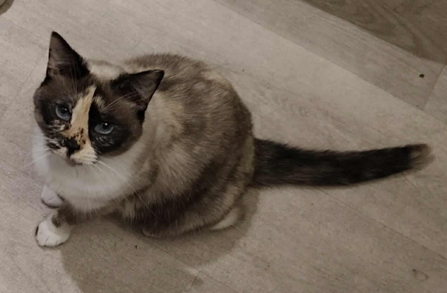 Adoption Hemera